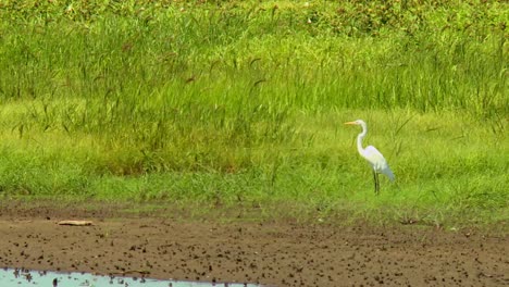 Garceta-Grande-De-Pie-Sobre-La-Hierba-Verde-En-El-Refugio-Blackwater-En-Cambridge,-Maryland,-EE.UU.