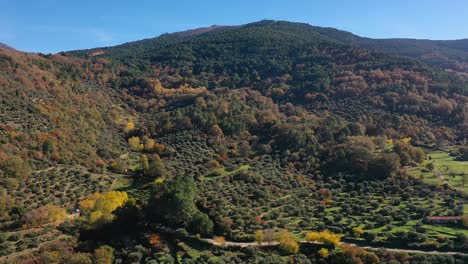 Vuelo-Inglés-En-La-Ladera-De-Una-Montaña-Con-Gran-Diversidad-De-Vegetación-En-Otoño-Hay-Pinos,-Robles,-Enebros-Y-Encinas-Hay-Campos-De-Cultivo-Y-Olivares-En-Una-Mañana-ávila-España