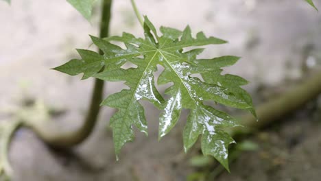 Light-raindrops-falling-on-papaya-leaf,-closeup-after-heavy-rainfall
