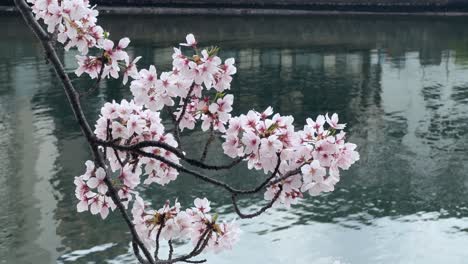 árbol-De-Flor-De-Cerezo-Rama-De-Flor-Flor-Rosa-De-Sakura-Sobre-El-Agua-Del-Río-Azul-Todavía