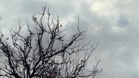 A-congregation-of-birds-perches-on-tree-branches-stripped-of-leaves,-set-against-a-backdrop-of-cloudy-and-moody-skies,-symbolizing-the-transient-nature-of-life-and-the-passage-of-time