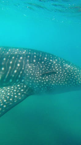 Closeup-of-Head-Of-Endangered-Whale-Shark-Swimming-In-The-Ocean