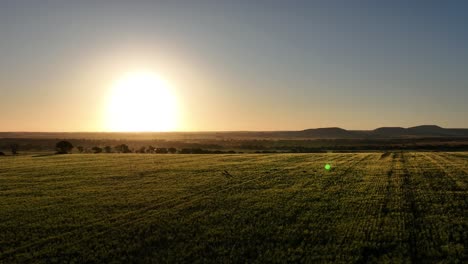 Weitwinkelaufnahme-Einer-Drohne-Von-Kängurus,-Die-Bei-Sonnenuntergang-Durch-Ein-Feld-Hüpfen