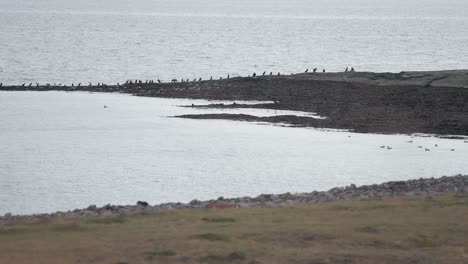 A-flock-of-wild-migrating-birds-perched-on-the-rocky-shore-of-the-fjord