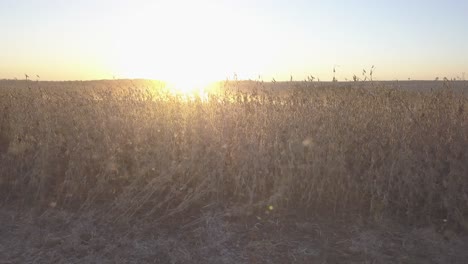 Sojabohnenplantage-In-Brasilien