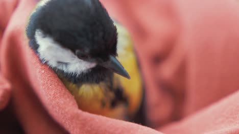 Great-Tit--pruning-his-chest-feathers