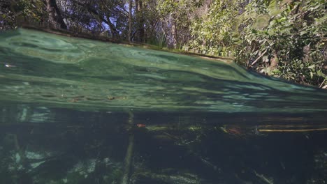 Submerging-view-under-natural-spring-water-at-Weeki-Wachee-Natural-Spring