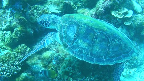 During-a-diving-scene,-a-sea-turtle-awakens-by-the-coral-reef-while-fish-swim-around-it