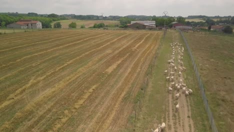Luftaufnahme-Einer-Gruppe-Weißer-Schafe,-Die-Auf-Die-Hügel-Der-Italienischen-Toskana-Blicken