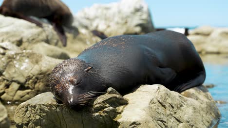 Linda-Foca-Durmiendo-En-Las-Rocas-En-La-Costa-De-Nueva-Zelanda