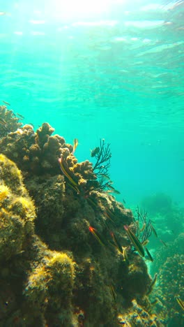 Corales-Y-Peces,-Vida-Submarina-En-El-Océano---Tiro-Vertical