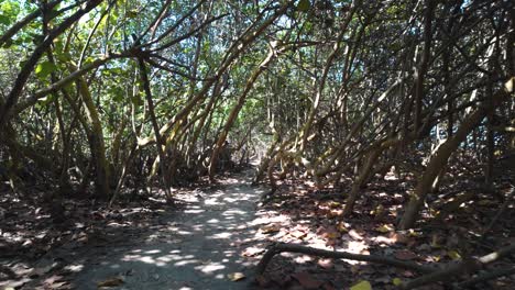 POV-Aufnahme-Einer-Wanderung-Durch-Ein-Dichtes-Blätterdach-Im-Tayrona-Nationalpark