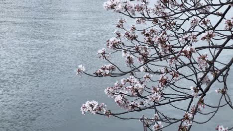 Sakura-Äste-Hängen-über-Einer-Sanften-Flusslandschaft-Mit-Strukturierten-Kirschblüten,-Traditionell-Japanische,-Malerische-Naturumgebung