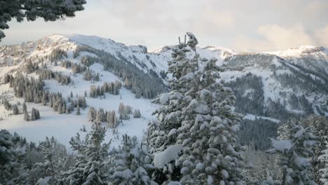 Schnee-Auf-Den-Bäumen-In-Den-Bergen-In-Montana