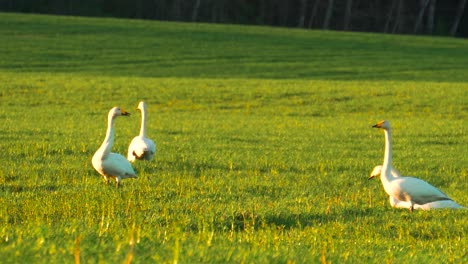 Mute-swans-stand-on-green-crop-field-with-sunlight-illuminate,-Latvia