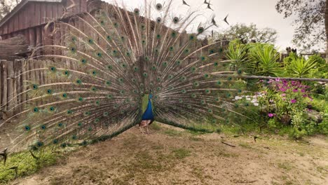 Tracking-shot-of-Peacock-showing-off-his-Majestic-colorful-feathers
