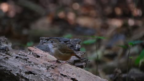 Die-Kamera-Zoomt-Heraus-Und-Gleitet-Zum-Blatt,-Während-Dieser-Vogel-Sich-Umschaut,-Abbotts-Babbler-Malacocincla-Abbotti,-Thailand