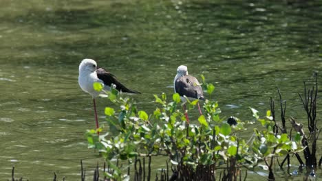 Dos-Zancos-Descansando-Con-La-Cabeza-Dentro-De-Las-Alas-Mientras-La-Cámara-Hace-Zoom,-Zancos-De-Alas-Negras-Himantopus-Himantopus,-Tailandia