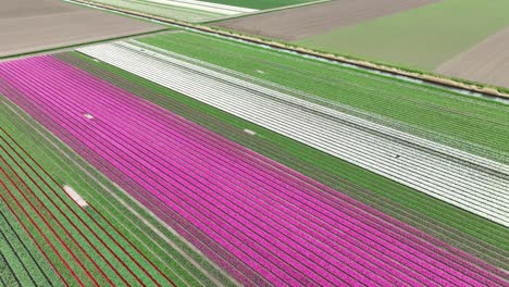 Toma-De-Drones-De-Un-Hermoso-Campo-De-Tulipanes-En-Flevolanda,-Países-Bajos