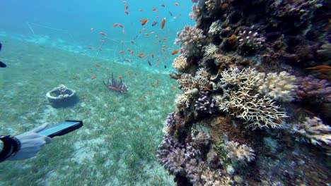 School-of-orange-fish-swim-underwater-with-scuba-diver-taking-pictures-blonde-woman-inside-sea-egypt-dahab-travel-spot