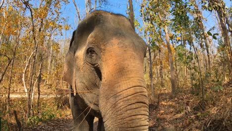 Elefante-Asiático-Hembra-Caminando-Hacia-Mí