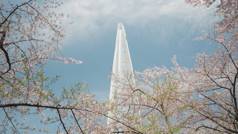 Lotte-World-Tower-Skyscraper-behind-Cherry-Blossom-Blooming-Branches-in-Seoul-and-Seokchon-Lake-in-Songpa-Naru-Park---tilt-up