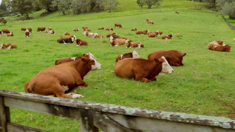 Braune-Und-Weiße-Hereford-Kühe,-Die-Auf-Einer-Grünen,-Feuchten-Wiesenlandschaft-Mit-Städtischen-Hügeln-Grasen,-Gesunde-Tiere,-Die-Sich-Im-Gras-Niederlassen