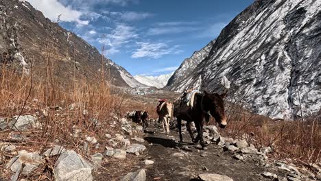 Herd-of-packing-mules-and-horses-approaching-the-viewer