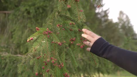 Pollen-from-coniferous-trees-flies-into-the-surrounding-area-in-spring