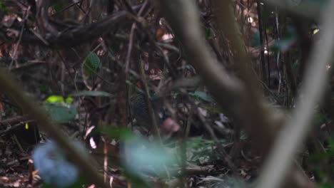 Moviéndose-Profundamente-En-La-Espesura-Del-Bosque-En-Busca-De-Comida,-Blue-Pitta-Hydrornis-Cyaneus,-Tailandia