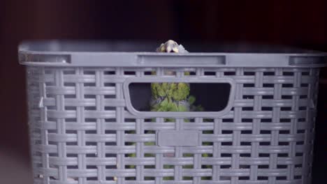 Green-yellow-baby-parrot-of-2-months-chewing-on-gray-basket-looking-at-camera