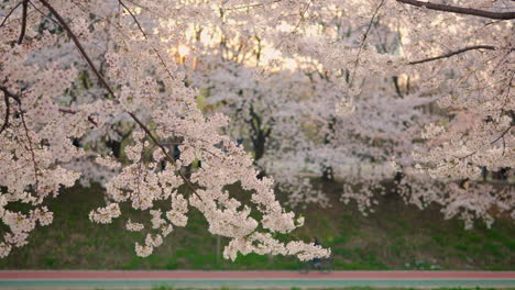 Blossoming-Flowers-Of-Sakura-Trees-At-Yangjae-Citizens-Forest-Park-At-Sunset-In-Seoul,-South-Korea
