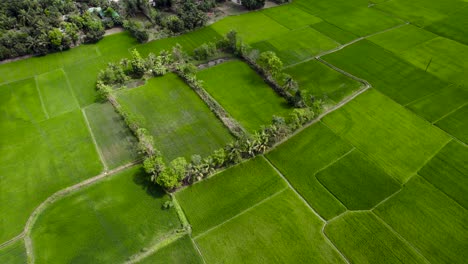 Campo-De-Arroz-Escénico-Campo-Agrícola-Con-Lujuria-Colores-Verdes-Mañana