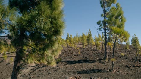 Green-pine-tree-forest-in-spring,-volcanic-landscape-with-Pico-del-Teide-in-Teide-Nation-park-on-Tenerife,-Canary-Islands