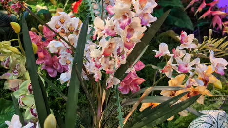 Close-up-of-a-piece-of-garden-with-various-colorful-orchids