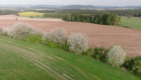 Blooming-white-sakura-trees-standing-in-a-meadow