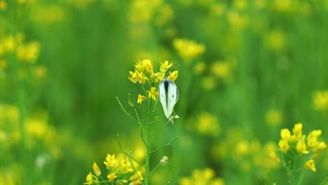 Close-up-shot-capturing-the-nature-beauty-with-a-beautiful-Cabbage-white-butterfly-pollinating-vibrant-yellow-rapeseed-flowers,-scenic-views-of-the-countryside