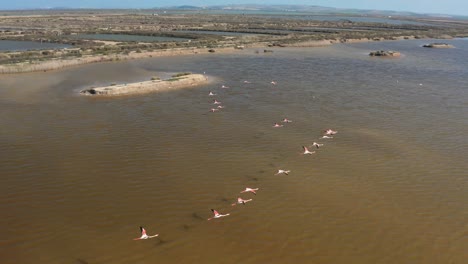 Drone-flying-Flamingos-Flying-Over-The-Marsh-In-Doñana-National-Park-In-Andalucia,-Spain