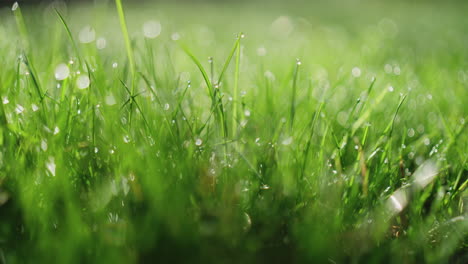 Macro-shot-of-dew-on-grass