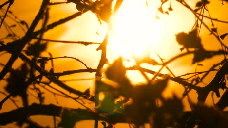 Dark-tree-branch-silhouette-flutter-in-wind-on-deep-yellow-sunset-sky