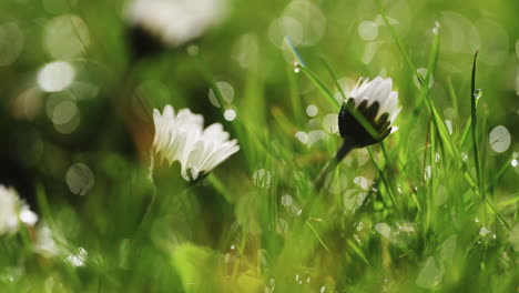 Macro-shot-of-dew-on-grass-and-flowers