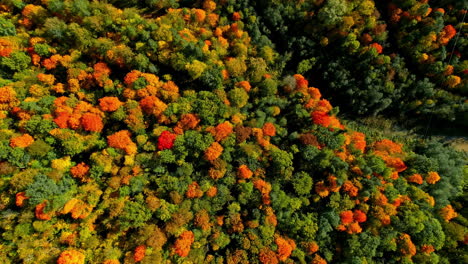 Colorful-red-and-orange-trees-in-an-autumn-landscape-from-above