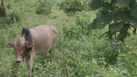 Zebu-Rinder-Wedeln-Mit-Dem-Schwanz-Beim-Gehen-Auf-Der-Weide