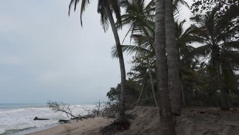 Tiro-Inclinado-Hacia-Abajo-Desde-La-Silueta-De-Las-Palmeras-De-La-Playa-Salvaje-De-Palomino-En-Colombia