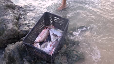 Pescador-Limpiando-Peces-Para-Ponerlos-En-Una-Caja-A-La-Orilla-Del-Mar.