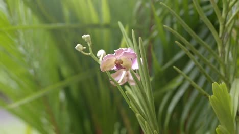 Orquídea-Polilla-Rosa-Púrpura-Entre-Palmeras,-Lluvia-Ligera-Cayendo-En-El-Fondo
