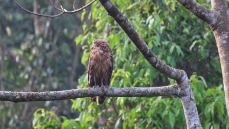 Looking-back-over-its-right-wing-then-turns-its-head-to-face-the-camera-as-seen-during-the-morning,-Buffy-Fish-Owl-Ketupa-ketupu,-Juvenile,-Thailand