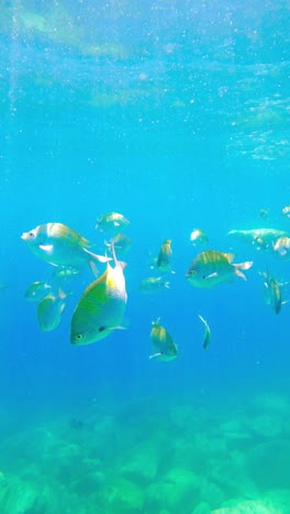 Vertikale-Ansicht-Von-Korallenrifffischen-Und-Robben,-Die-Unter-Wasser-Im-Tropischen-Ozean-Schwimmen