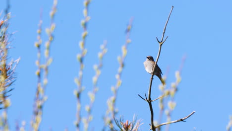 Common-Chiffchaff-Pearching-on-Tree-Branch-and-Singing,-Spring-sign-scene