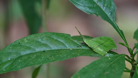 La-Cámara-Se-Acerca-Mientras-Este-Insecto-Se-Ve-Encima-De-Una-Hoja-Alimentándose,-Saltamontes-De-Hoja-Systella-Rafflesii,-Tailandia